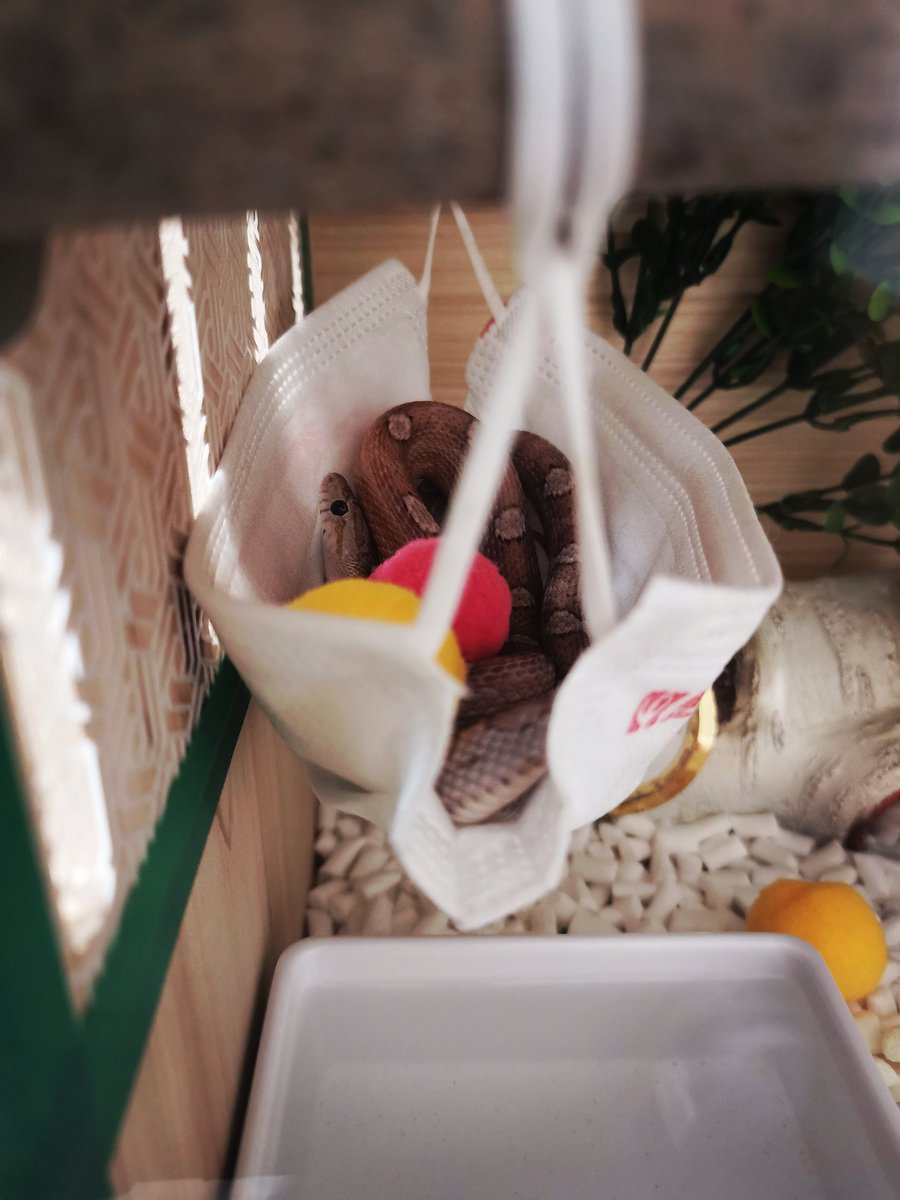 𝙺𝚊𝚕𝚒𝚗𝚎𝚛 tweet media