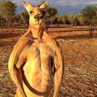 UlisesDavid__'s tweet photo. La población de Uruguay es de 3.457.500 habitantes. Solo en Australia, hay 47 millones de canguros.

Eso significa que si los canguros deciden invadir Uruguay, a cada uruguayo le toca pelear con 14 canguros. https://t.co/tUo34dEQYi