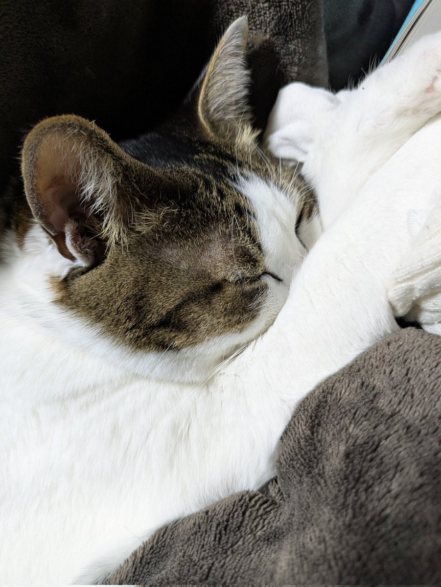 Post by 黑枩(*｀・ω・)つ🍤🧣🍆🍌🥷 🐈️🐈️三3 on X: すやぁ