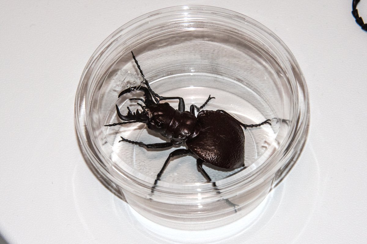 ケースに入れておけばいいのでは

と思いましたが
より本物感が出て余計怒られそうな気もする 