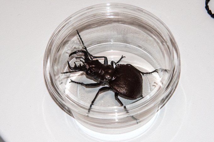 ケースに入れておけばいいのでは

と思いましたが
より本物感が出て余計怒られそうな気もする 