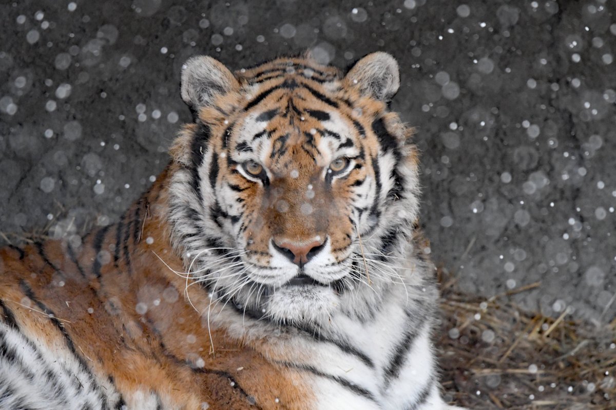 Detroit Zoo tweet media