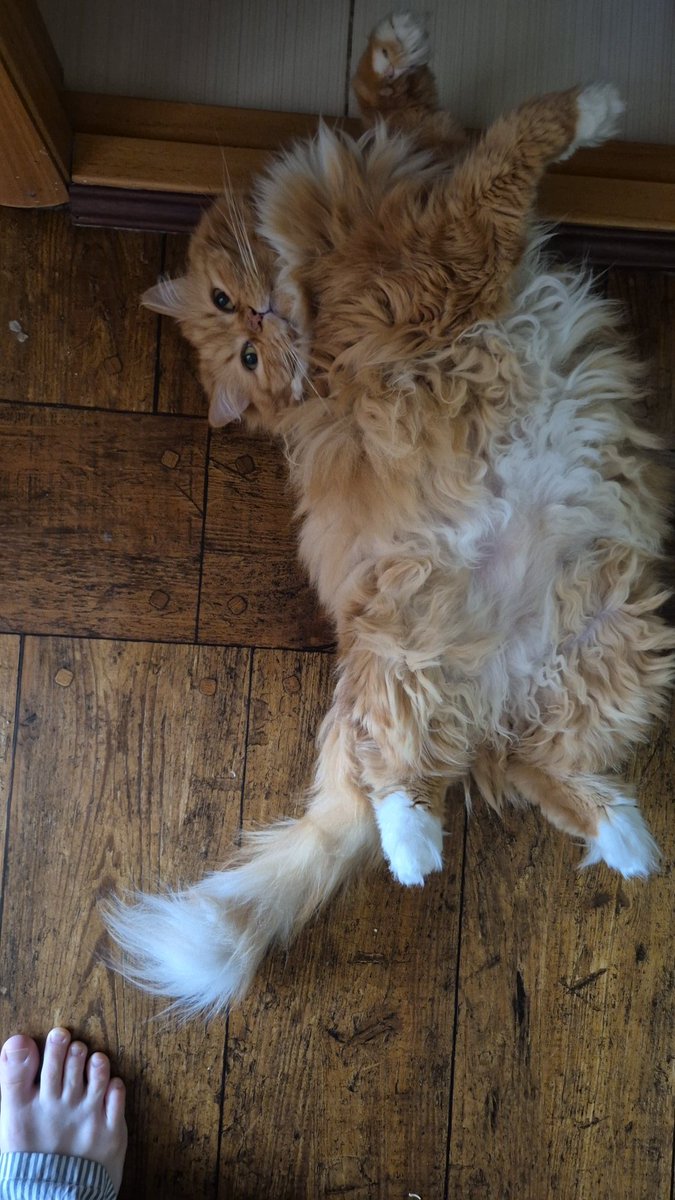 nan 🕊 tweet media