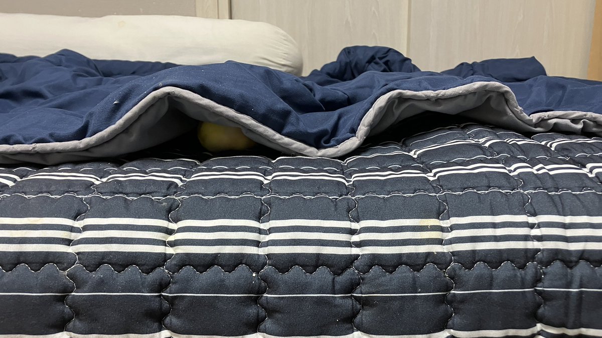 내 방이 보일러 1번으로 들어오는 방이라 겨울에 제일 따뜻한데 방온도 25도 인데도 밖이 워낙 추워서 그런지(뒷베란다 있는 북향 방 &amp; 365일 베란다 문 열어둠) 웃풍끼 있다고 춥다고 이불속에서 안나오는 앵무
어이없어 ㅋㅋㅋㅋㅋㅋㅋㅋㅋ