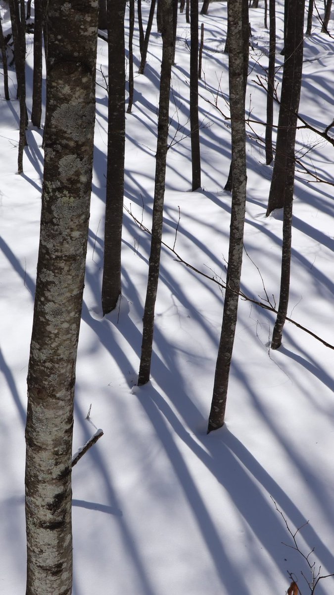 ⍴⌠⎰⊺⍴⊺⌠⏥犬の専門店 tweet media