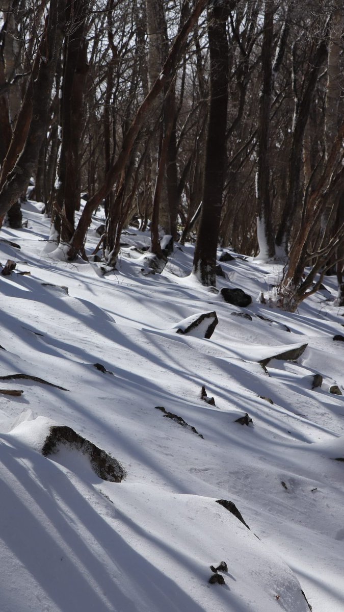 ⍴⌠⎰⊺⍴⊺⌠⏥犬の専門店 tweet media