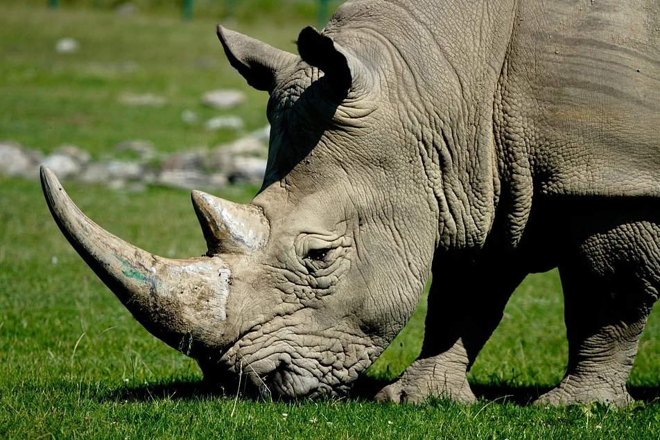 WanderLust1280's tweet image. We witnessed something truly fascinating while on safari in the Ngorongoro Crater. Two adult rhinos are chasing hyenas off a kill. See the video for yourself. wanderlustphotosblog.com/2018/01/09/rhi…

#NgorongoroCrater #SafariAdventure #WildlifeEncounters #NgorongoroWildlife #RhinoChase