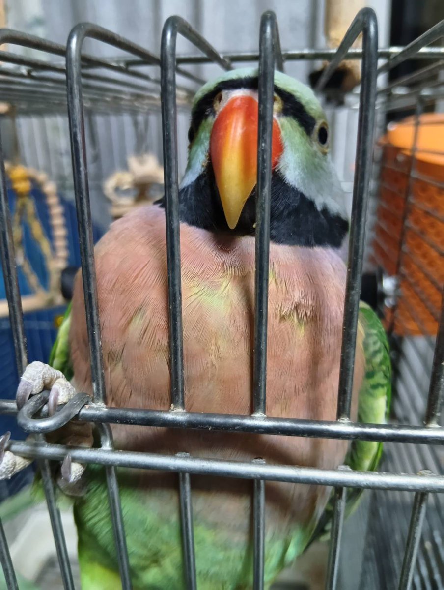 Mintomohumohu's tweet photo. むちむちのモフッ
#ダルマインコ https://t.co/s9dRIOOrPC