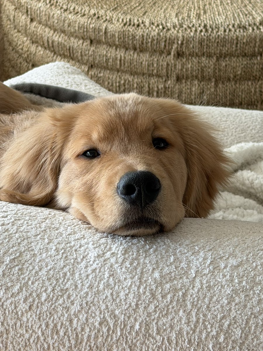 poe_real69's tweet image. Gm