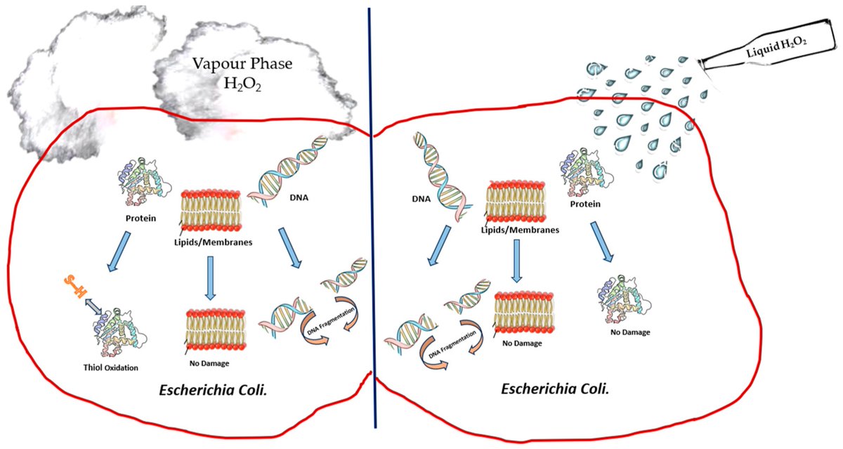 Bioeng_MDPI's tweet image. 💥Highly recommended publication: "Use of Hydrogen Peroxide Vapour for Microbiological Disinfection in Hospital Environments: A Review"
🔗 shorturl.at/dBikk
🏫 @UniofHerts 
📌#disinfection #decontamination #hospitalacquiredinfections #biocides #hydrogenperoxide  #SARSCoV2