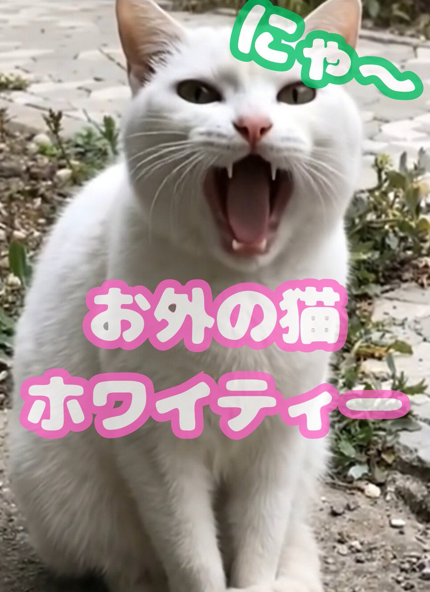 snacknon's tweet photo. お家の近くに住んでいる
地域猫ホワイティが、
ごはんを食べに来てくれた日の記録。

本牧の、やさしい日常です。

👇 フル動画・チャンネル登録はこちら
https://t.co/lmtvzwIcbC
#本牧シンガーのん 
#本牧シンガーのん
#本牧
#地域猫
#猫
#癒やし https://t.co/ODU0nQKMhV