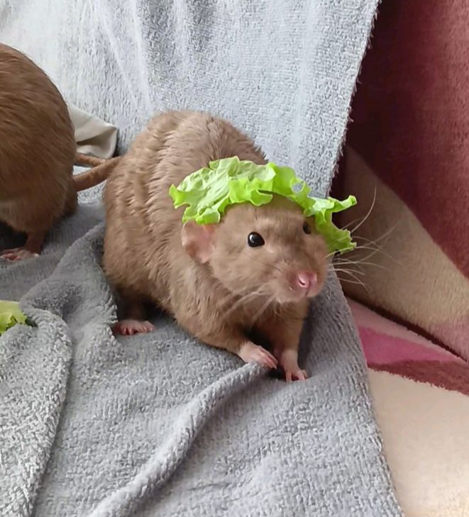 venuslovesrats's tweet photo. the Lettuce Prince https://t.co/dNpqrYdr15