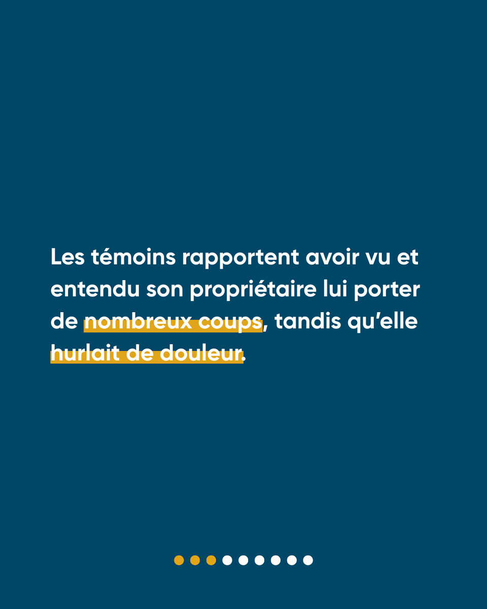 Défense de l'Animal tweet media