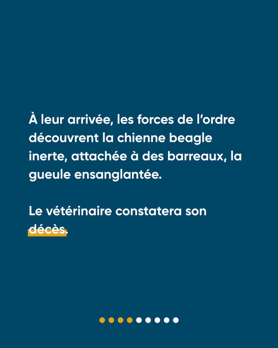 Défense de l'Animal tweet media