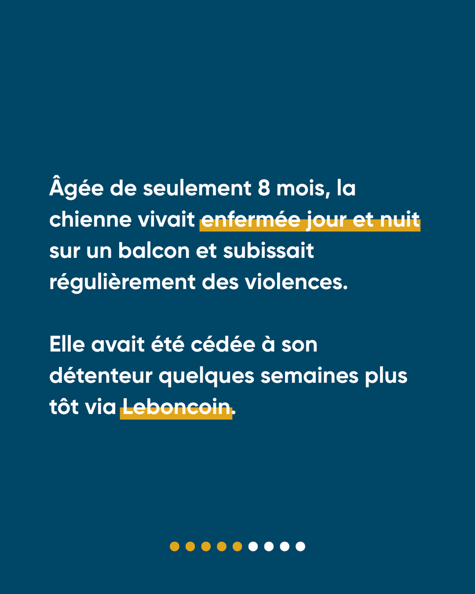 Défense de l'Animal tweet media