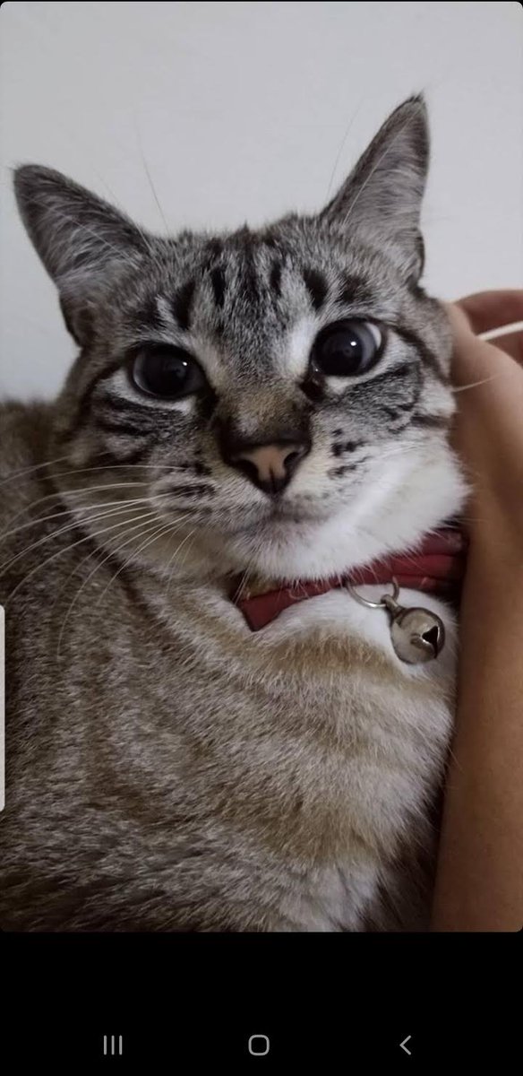 Hoje faz um ano que você de foi. Nao gostava de gatos até você vir morar aqui em casa, Luna.
Obg por me ensinar a amar