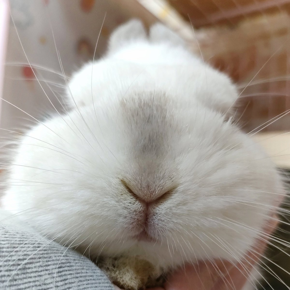 うさぎがちゃんとうさぎしてるーっ😳 そう！うさぎさんのお口はYなのよ！