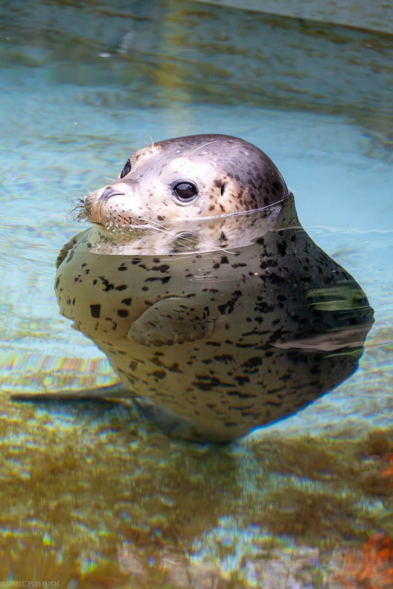 narickboxx's tweet image. 2023/07 撮影

#アザラシ の「ゆき」も同期ですね

#旭山動物園