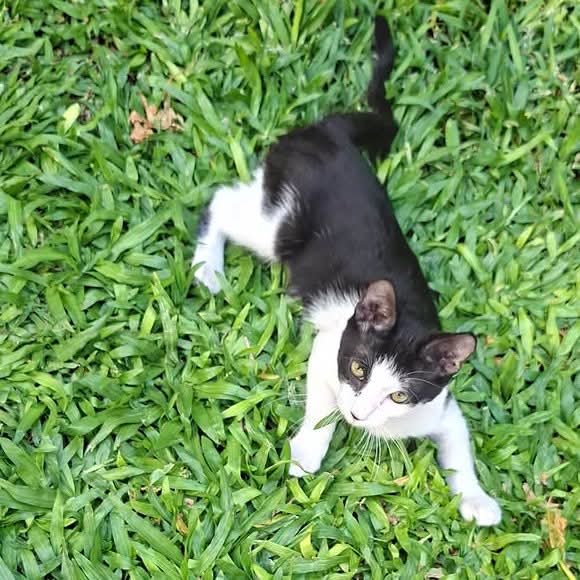 GATITO EN ADOPCION EN ITUZAINGO

Abandonaron este gatito macho de pocos meses, necesito alguien que lo adopte, se me hace imposible tenerlo.
Es super amoroso...❤️
Diego 1169800628

#GatitosenadopciondefansZONAOESTE