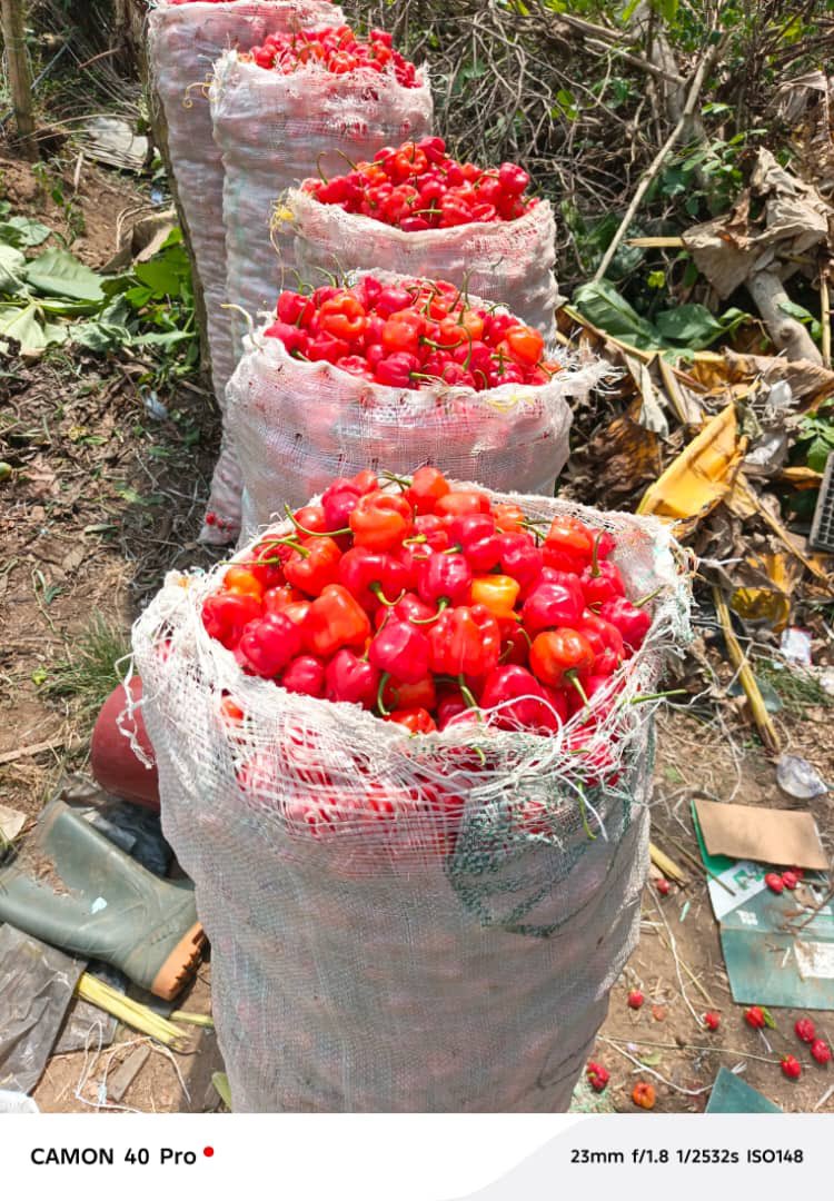 naijafemalefarmer tweet media