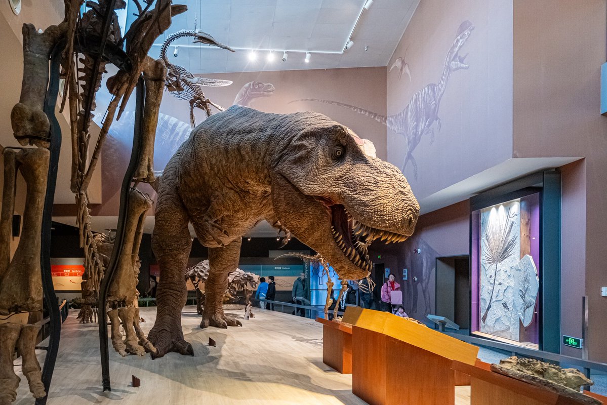 flyingwhalemag's tweet image. พิพิธภัณฑ์ธรรมชาติวิทยาเซี่ยงไฮ้ 

📍พิกัด: Shanghai Natural History Museum, เซี่ยงไฮ้, จีน
🚇การเดินทาง: ลงสถานี Shanghai Natural History Museum ออกทางออก 1 
⏰เวลา: 09.00 - 17.00 น. (ปิดวันจันทร์)
🎟️ค่าเข้า: 30 หยวน