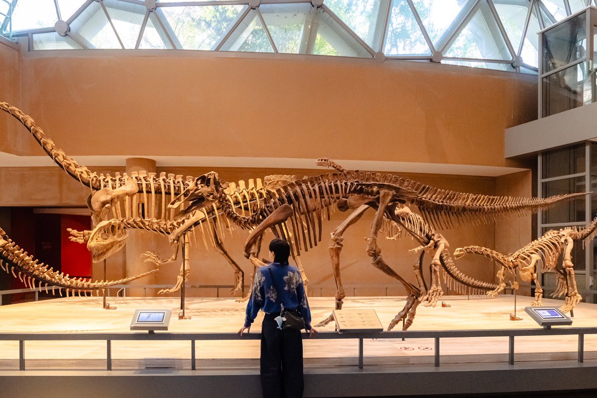 flyingwhalemag's tweet image. พิพิธภัณฑ์ธรรมชาติวิทยาเซี่ยงไฮ้ 

📍พิกัด: Shanghai Natural History Museum, เซี่ยงไฮ้, จีน
🚇การเดินทาง: ลงสถานี Shanghai Natural History Museum ออกทางออก 1 
⏰เวลา: 09.00 - 17.00 น. (ปิดวันจันทร์)
🎟️ค่าเข้า: 30 หยวน
