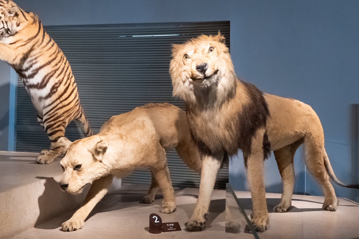 flyingwhalemag's tweet image. พิพิธภัณฑ์ธรรมชาติวิทยาเซี่ยงไฮ้ 

📍พิกัด: Shanghai Natural History Museum, เซี่ยงไฮ้, จีน
🚇การเดินทาง: ลงสถานี Shanghai Natural History Museum ออกทางออก 1 
⏰เวลา: 09.00 - 17.00 น. (ปิดวันจันทร์)
🎟️ค่าเข้า: 30 หยวน