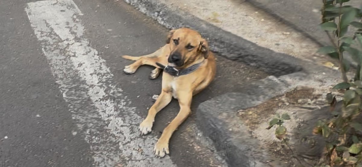 Es él!! 🐕 Este es el perrito que intentamos rescatar ayer cerca del Metro Barranca del Muerto. Bajo protocolo <a href="/MetroCDMX/">MetroCDMX</a> debería de haber llamado a <a href="/ctc_metro1/">Centro de Transferencia Canina Metro</a> para protegerlo. Iremos a averiguar en donde se encuentra ahora. 🥹<a href="/GobiernoMX/">Gobierno de México</a>  <a href="/ClaraBrugadaM/">Clara Brugada Molina</a> <a href="/AdrianRubalcava/">Adrián Rubalcava</a>