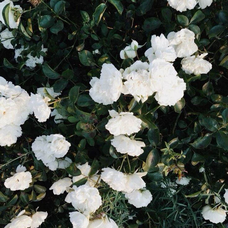 f4yeAaa kucay tweet media