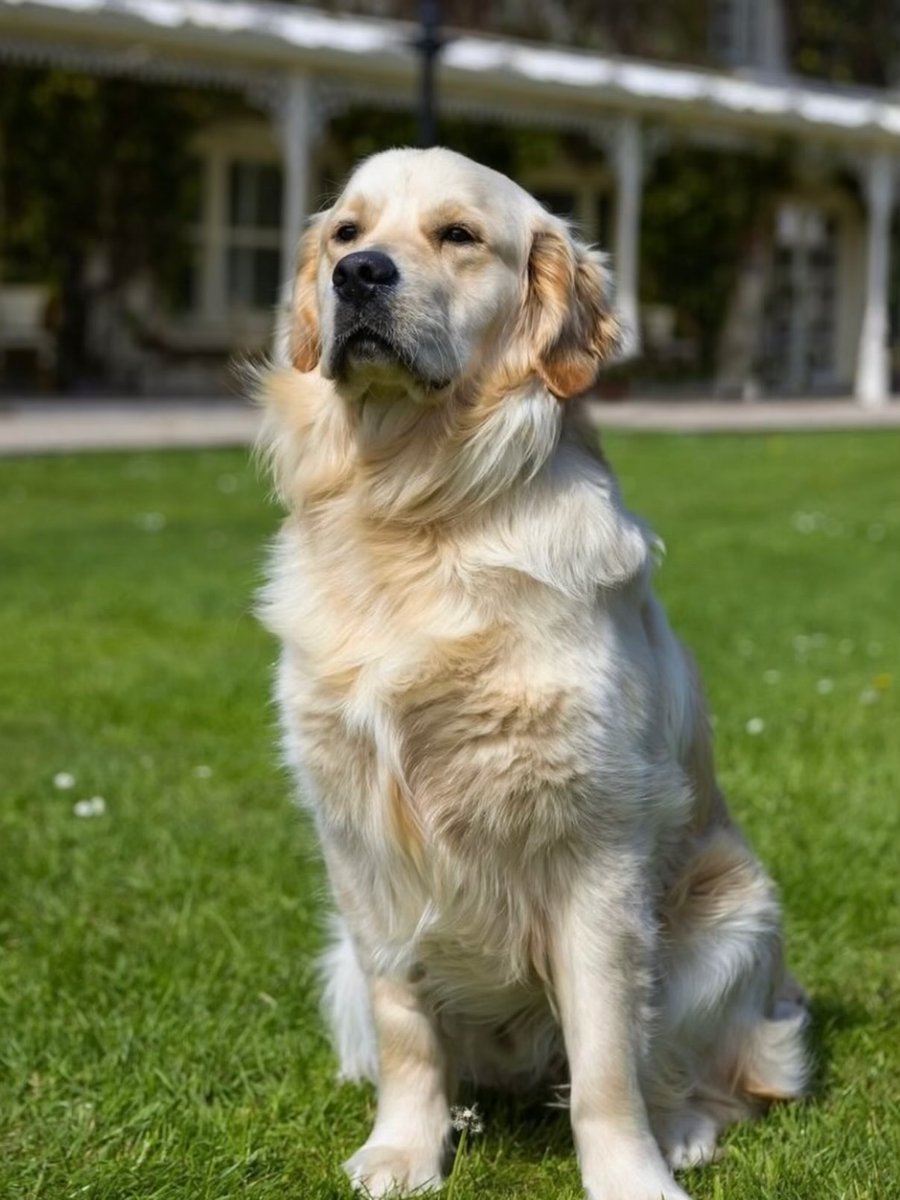 Original Irish Hotels tweet media