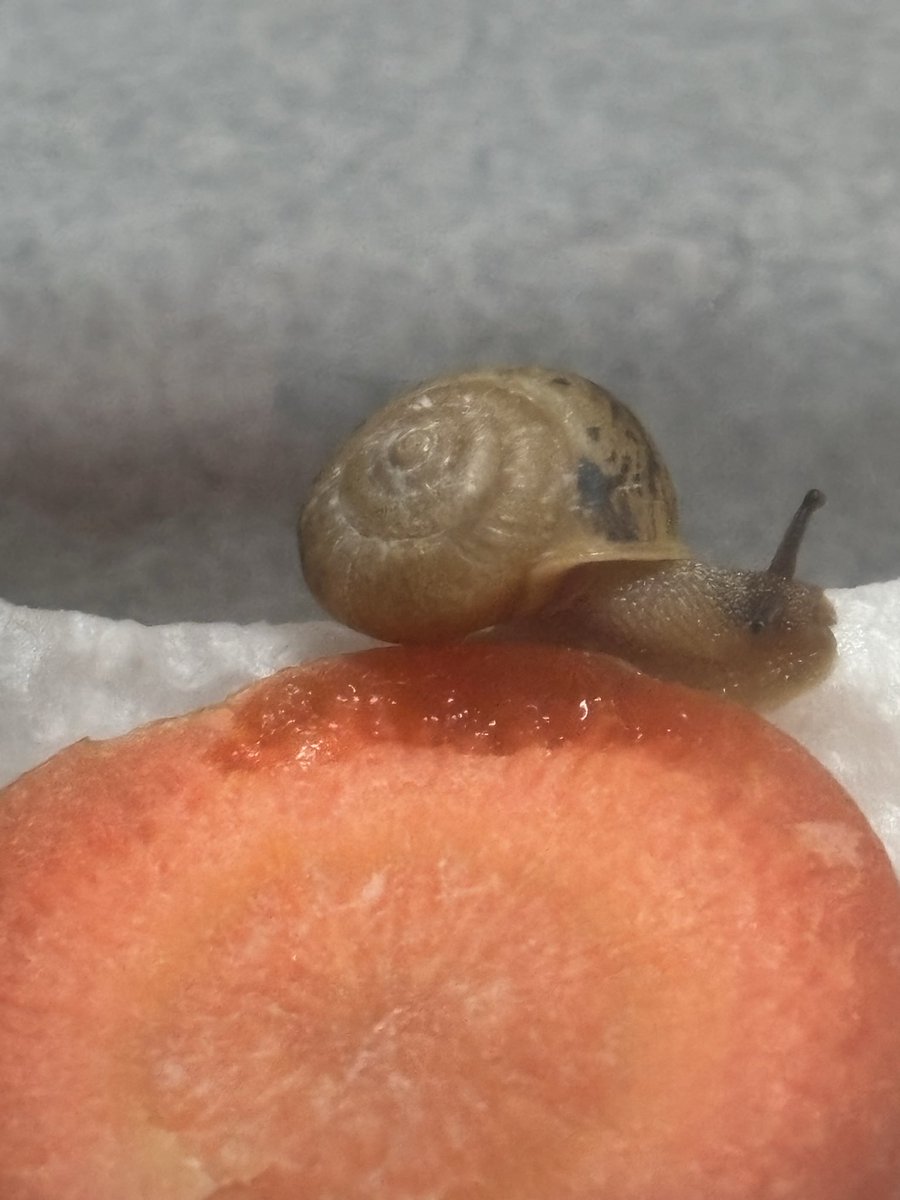 ⚠️カタツムリの画像です わたし、もうおなかいっぱいだよー