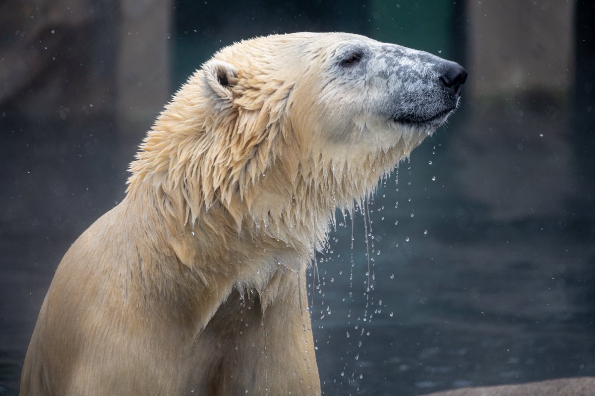 Como Zoo tweet media