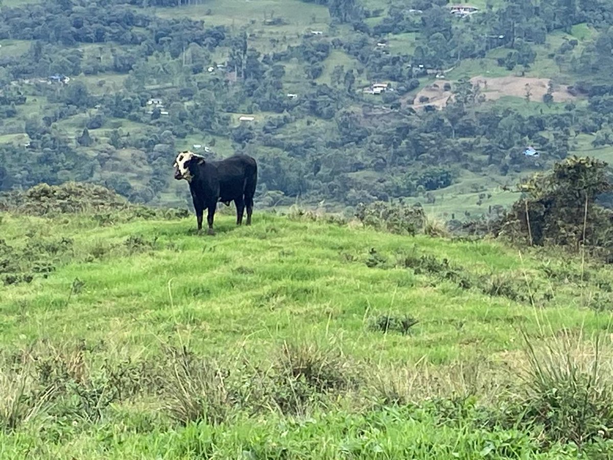 Entre montañas, pasturas verdes y cielos abiertos, el campo boyacense refleja el compromiso de los ganaderos con el bienestar animal, la producción responsable y la conservación del entorno. 🌱🤍

@fedegan <a href="/jflafaurie/">José Félix Lafaurie</a> #ConstruyendoGanadería #OrgullosamenteGanaderos