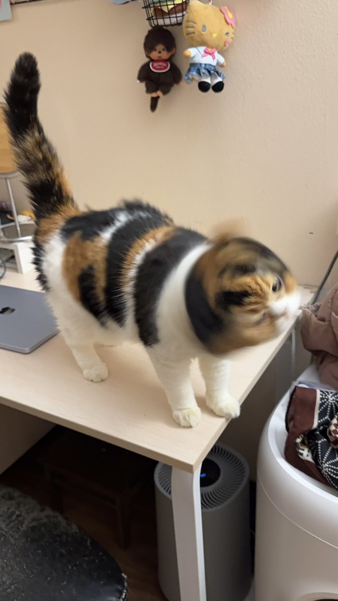 yayee2548's tweet image. ไม่รู้ยุ่งอะไรนักหนานะวันๆ แค่แมวตัวนึง