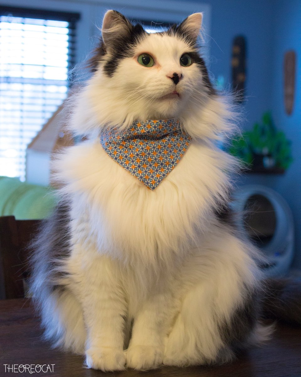 TheOreoCat's tweet photo. "If you find you're spending too much time holding open the refrigerator door, the answer is probably in the pantry." 🍪🥨
 ~ Oreo

#BitesFromBeyond https://t.co/dpV7dGPLL5