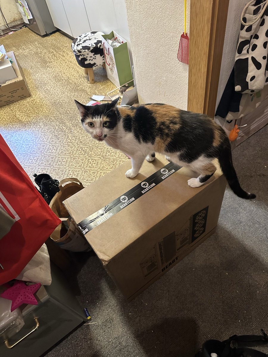 bmtiah's tweet image. warum guckt die so doof