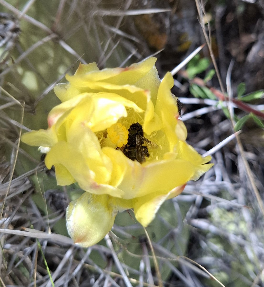T_Agu1lar's tweet photo. #Taxojueves de #cactaceae
De nuevo una Opuntia sulphurea, pero está vez, usada su flor como hostel para una siestita de esta Abeja cortadora de hojas (Fam Megachilidae, creo que del género Trichothurgus) https://t.co/NLapGjSsux