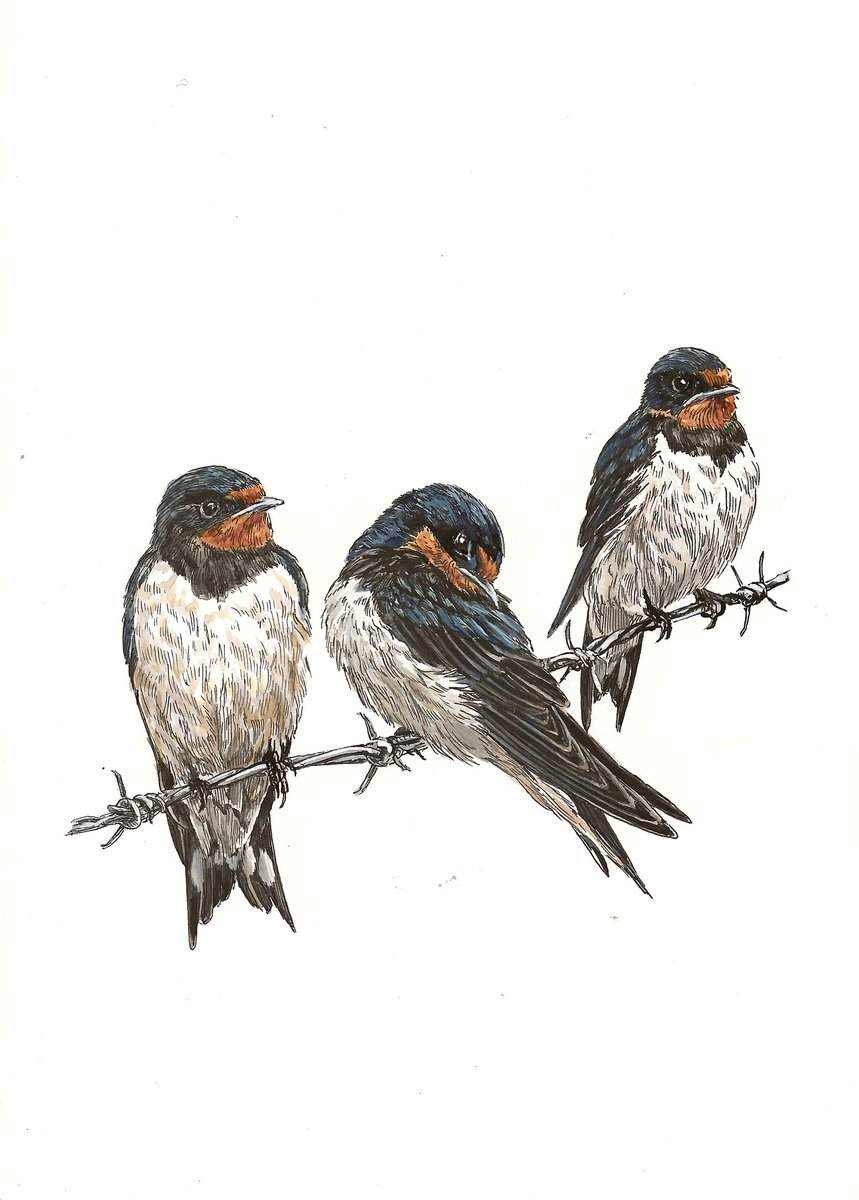AtelierGeeraets's tweet photo. Goedemiddag. Ik mis de zomer en diens bezoekers. 

‘Drie zwaluwtjes’
29,7 x 21 cm
Inkt en aquarel op papier

Delen is lief. https://t.co/cM9E75nJK2
