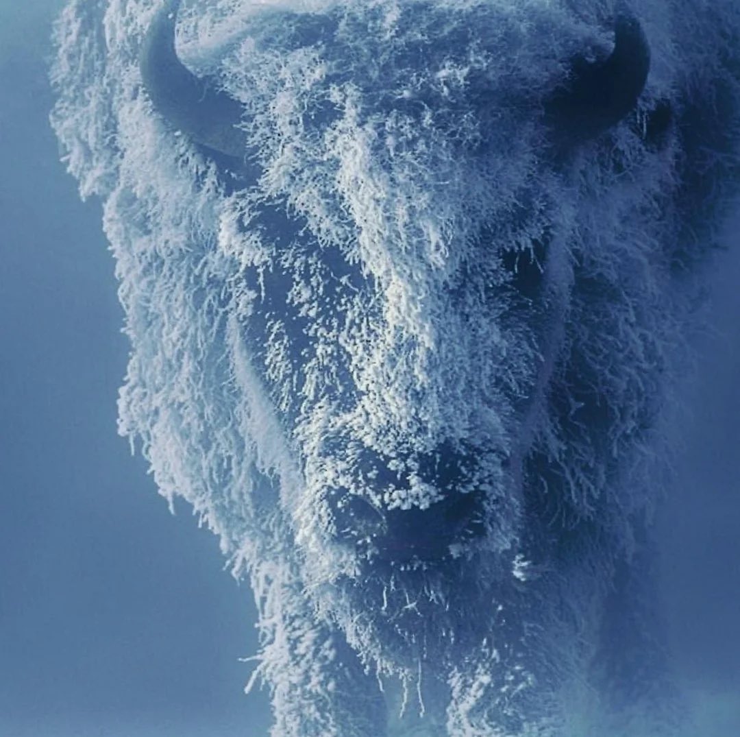 Ohio Bison Baseball & Softball tweet media