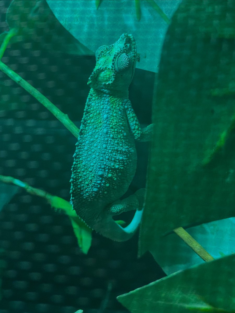 ACO (@ACOANNANN) / Posts / X