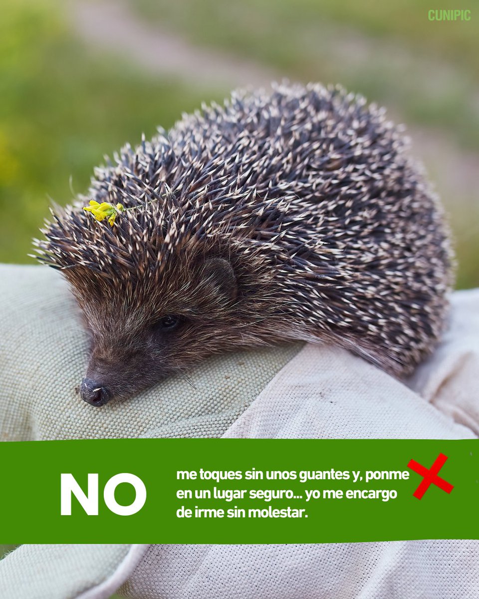 🦔 Soy un erizo… y quiero contarte algo
Aunque parezca una bolita con pinchos, no soy peligroso. Solo me enrosco cuando tengo miedo. Cada año muchos erizos resultan heridos por miedo, desconocimiento o accidentes en jardines 🥺

#Cunipic #erizo #hedgehog