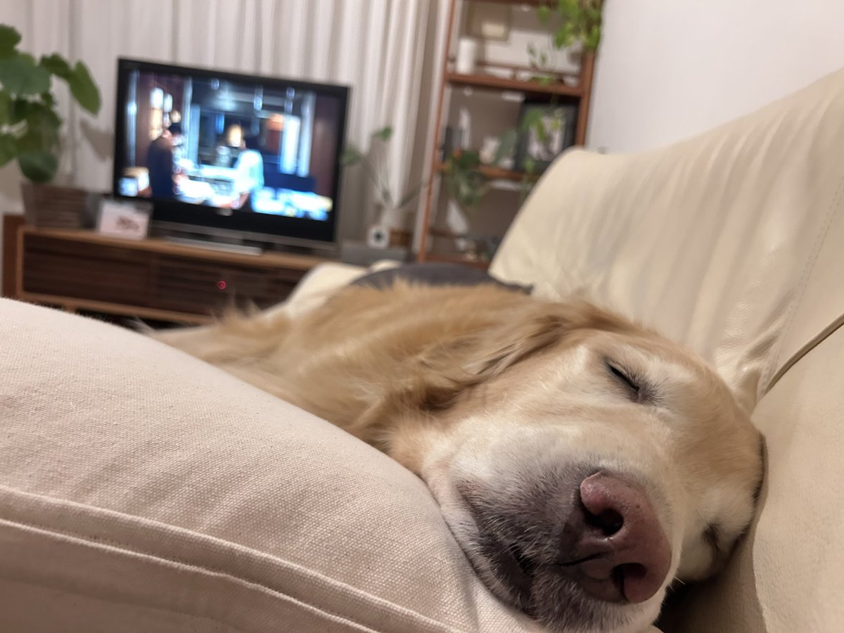 私がドラマ観てると、一緒にずっとリビングにいるゆい🥺
ソファーで寝ちゃってる。
りんは寝室で寝てる〜。おやすみ😪