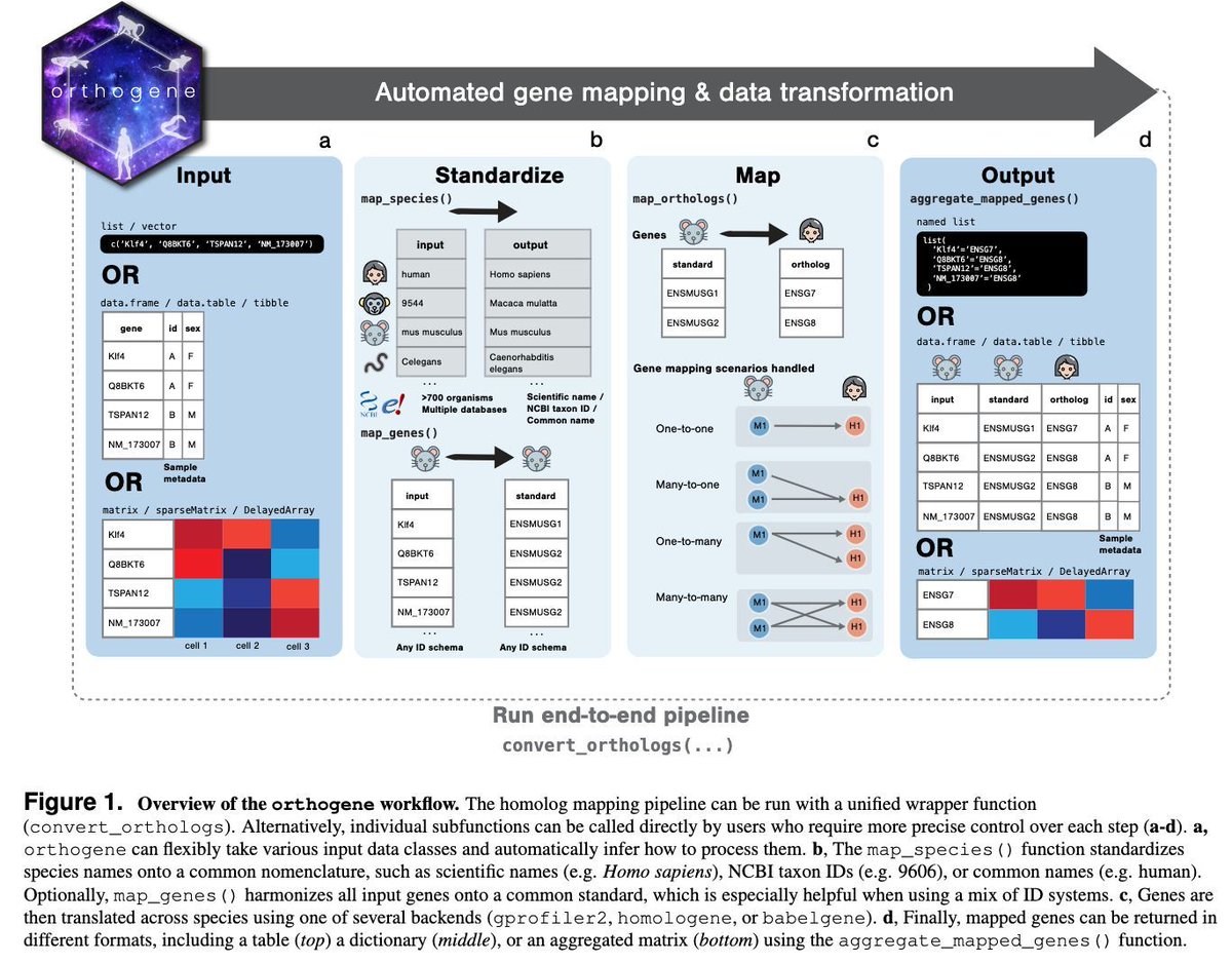 orthogene: a Bioconductor package to easily map genes within and across hundreds of species biorxiv.org/content/10.648… #Rstats bioconductor.org/packages/ortho…