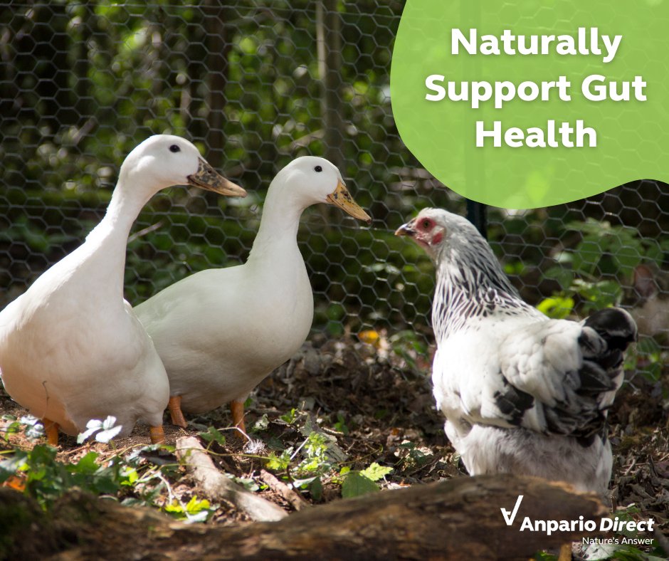 AnparioDirect's tweet photo. Are you looking for a way to naturally support and help manage your animals gut health?🐔 

Orego-Stim can:
✅ Encourage feed intake
✅ Support improved nutrient utilisation
✅ Naturally support gut health
✅ Maintain health and well-being

Shop here: https://t.co/aYLHjUWIR1 https://t.co/e9s9wsok7L