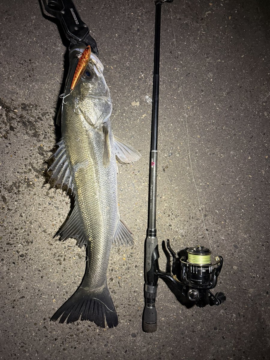 ファントムー生物観察形態ー (@ZwmwwAHrZE2vFTi) / Posts / X