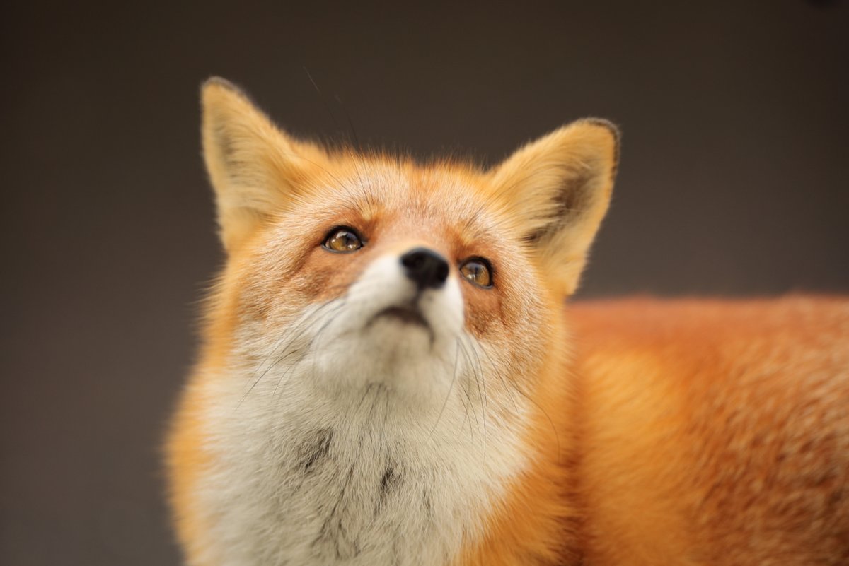 onraisan's tweet image. ❓
🦊