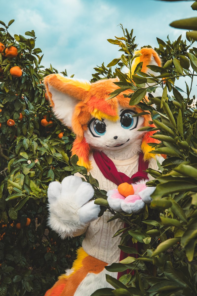 Amber_chv's tweet photo. 귤...먹을래요?🫴🍊
📸: @Noel_Goldy  #FursuitFriday https://t.co/3hJk62pALs