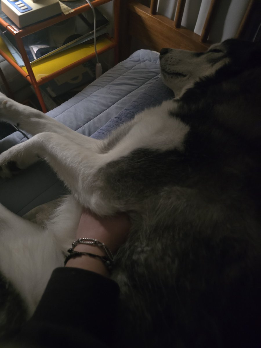 손 시려울 때 팁: 옆 강아지 겨드랑이에 손을 넣는다. 대신 손 빼면 손에서 꼬순내 남