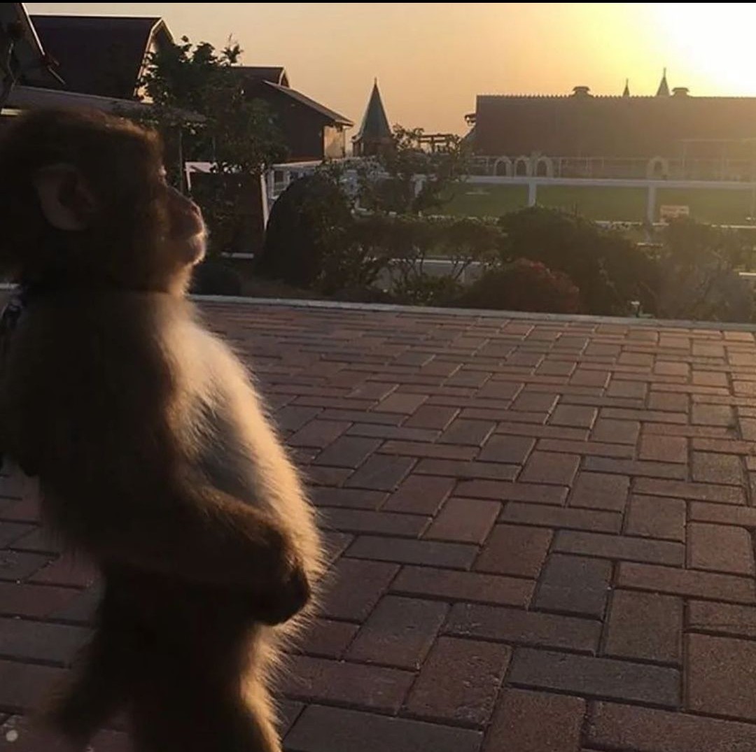 la canción que acaban de sacar los arctic monkeys por favor quede así