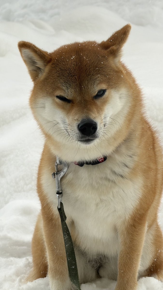 君が庭に出たいって騒いだんじゃないか…
#柴犬 #柴犬のいる暮らし